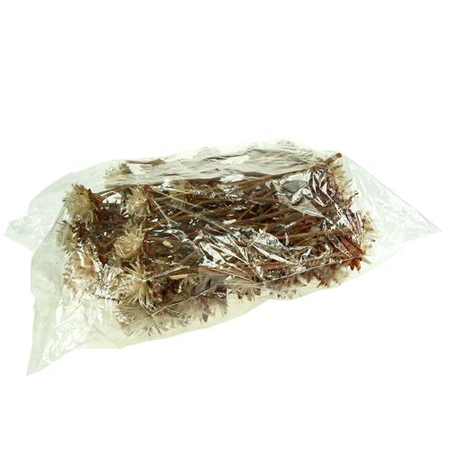 Itens Leucospermum 1-3 Mix creme 100 cabeças