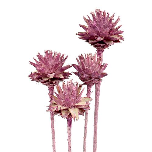 Itens Leucospermum 1 amora fosca 25 unidades