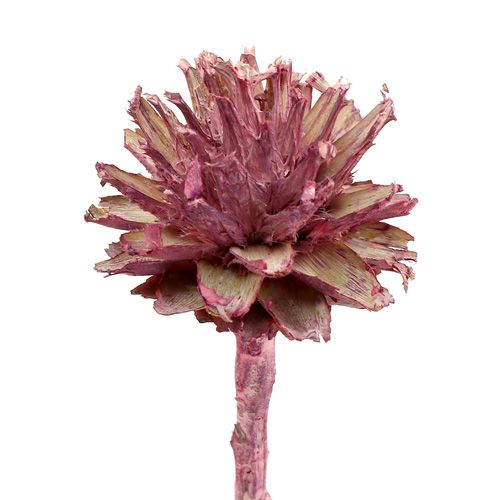 Itens Leucospermum 1 amora fosca 25 unidades