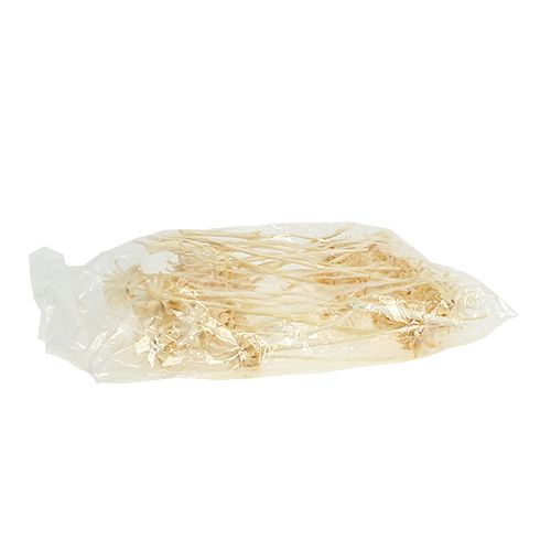 Itens Plumosum 1 branqueado 25 unidades