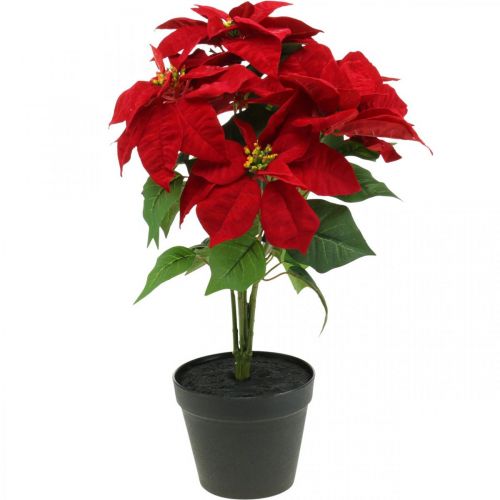 Floristik24 Estrela de Natal Artificial Vermelho Flores artificiais em vaso H53cm