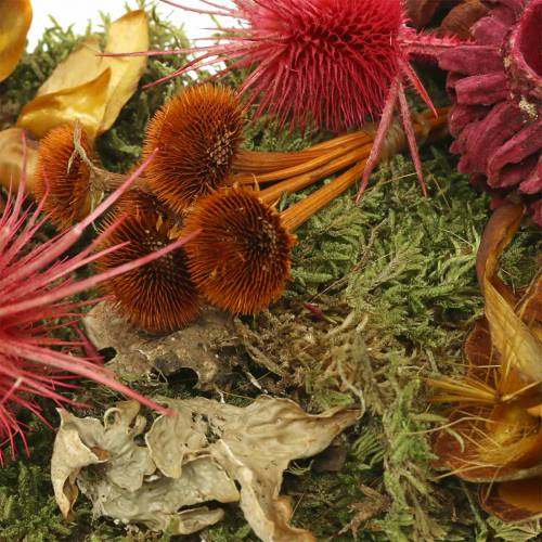 Itens Floricultura seca mistura com cones e vermelho musgo 150g decoração de outono
