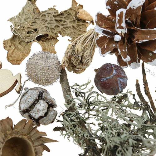 Floristik24 Conjunto de artesanato para floricultura a seco Cones de advento e musgo caiados 150g