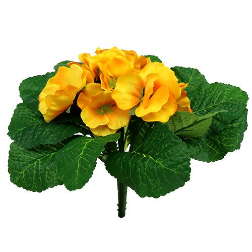Floristik24 Prímula 15cm Amarelo