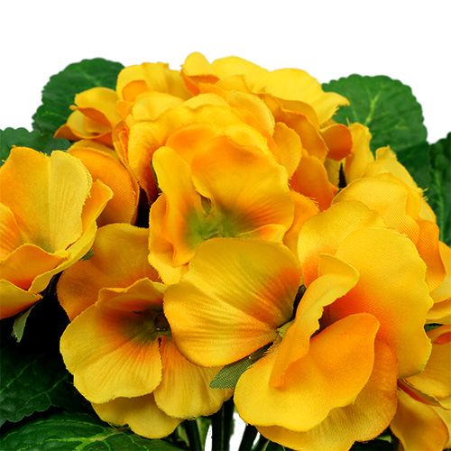 Floristik24 Prímula 15cm Amarelo