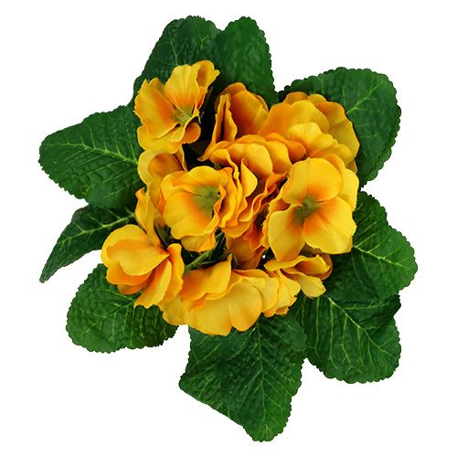 Floristik24 Prímula 15cm Amarelo