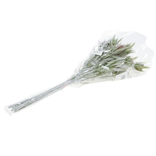 Floristik24 Buquê de prótea 43 cm 6 unidades
