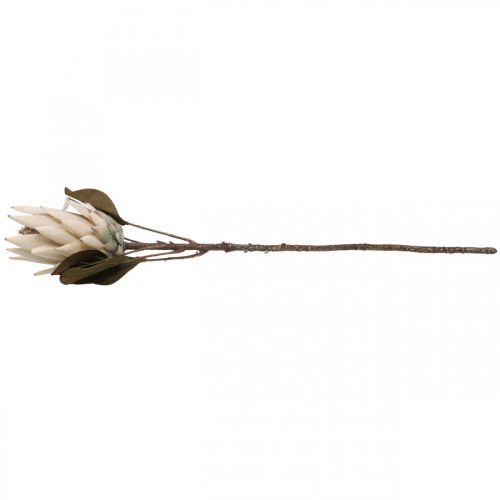 Floristik24 Protea Artificialmente Murcho Seco Bege Marrom Verde 72cm