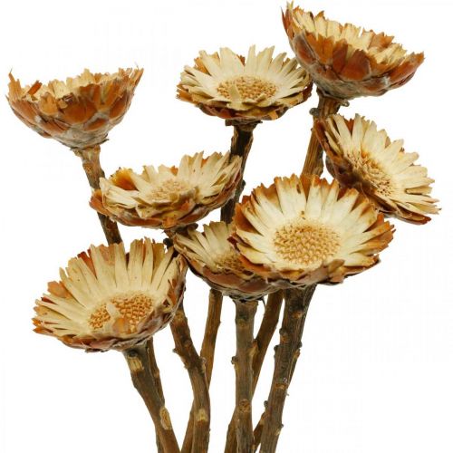 Floristik24 Protea Compacta Rosette Flor Seca Natural Açúcar Bush 8pcs