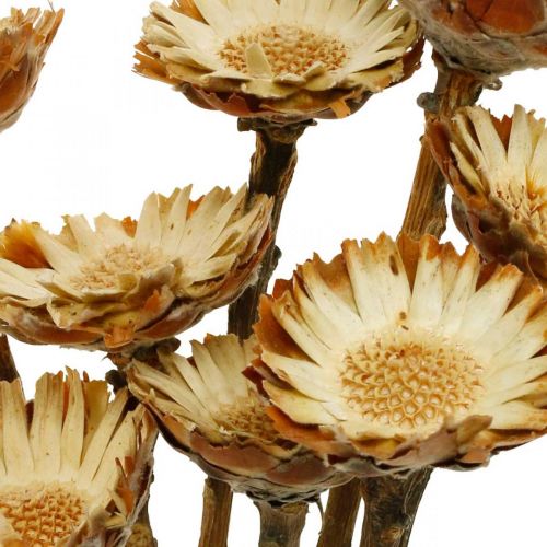 Itens Protea Compacta Rosette Flor Seca Natural Açúcar Bush 8pcs