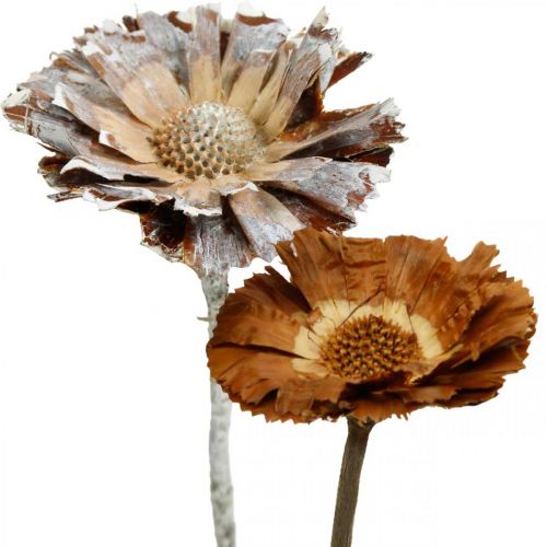 Floristik24 Exotic Mix Protea Rosette Natural, Flor Branca Lavada Seca 9 un.