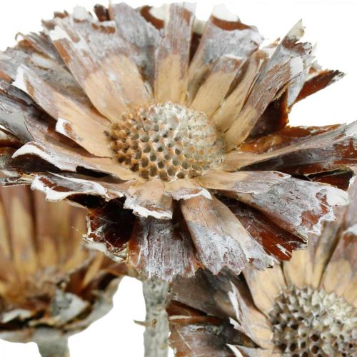 Floristik24 Exotic Mix Protea Rosette Natural, Flor Branca Lavada Seca 9 un.