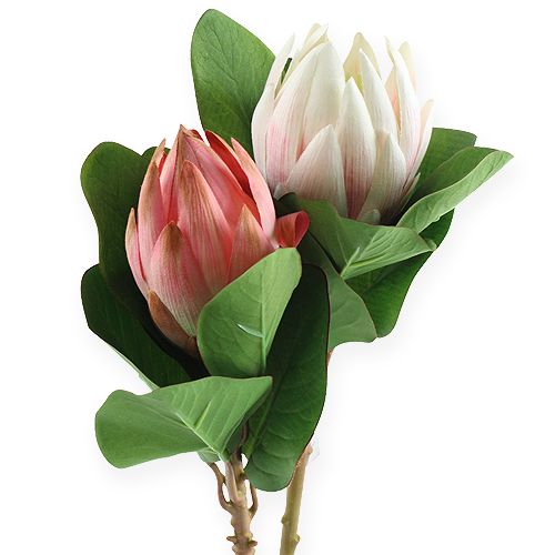 Protea rosa 54cm 2pcs