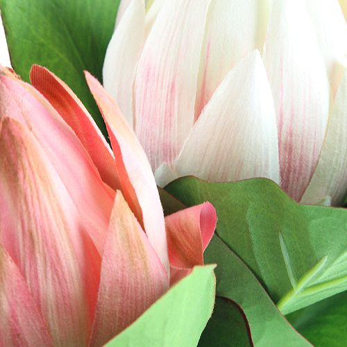 Floristik24 Protea rosa 54cm 2pcs
