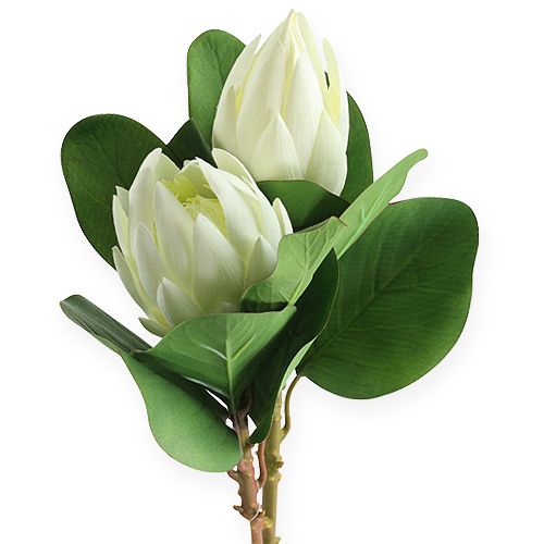 Floristik24 Protea branco 54cm 2pcs