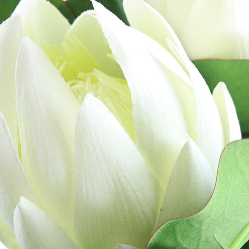 Floristik24 Protea branco 54cm 2pcs