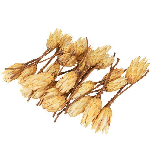 Itens Creme Repens Proteen seco 1ª escolha 10-12cm 25 un