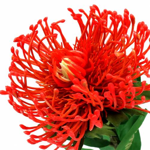 Itens Protea Artificial Red 73cm