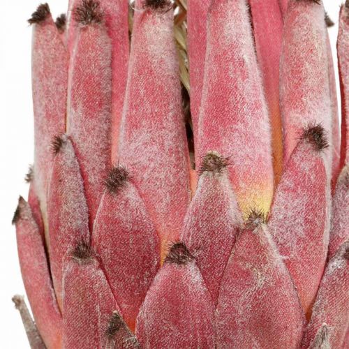 Floristik24 Flor artificial exótica vermelha protea artificial H55cm