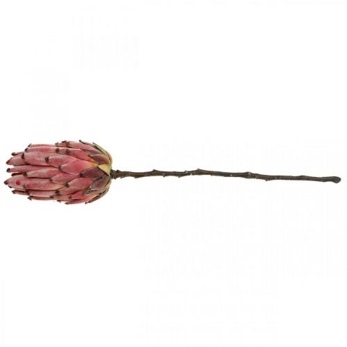 Floristik24 Flor artificial exótica vermelha protea artificial H55cm