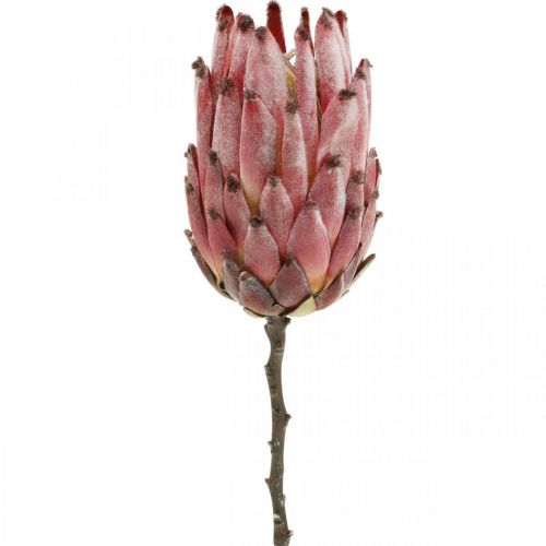 Floristik24 Flor artificial exótica vermelha protea artificial H55cm