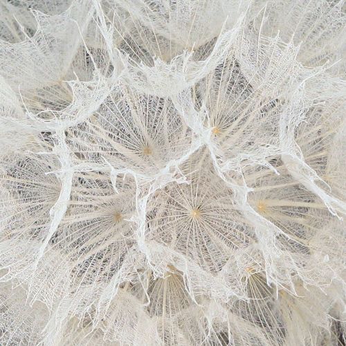 Floristik24 Dente-de-leão decorativo em branco – delicadas flores secas para arranjos elegantes Ø11cm 6 pcs