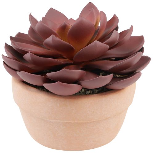 Floristik24 Planta suculenta em vaso Echeveria artificial vermelha Ø15cm