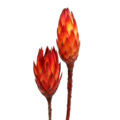 Repens vermelho 2 tons 25pcs