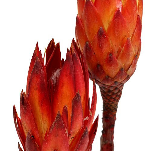 Repens vermelho 2 tons 25pcs