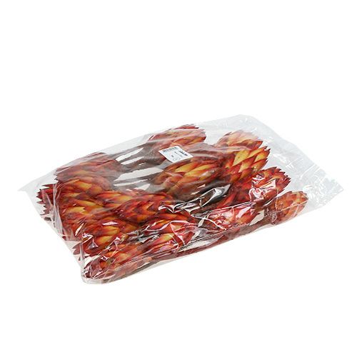 Floristik24 Repens Vermelho 2 tons 25 un