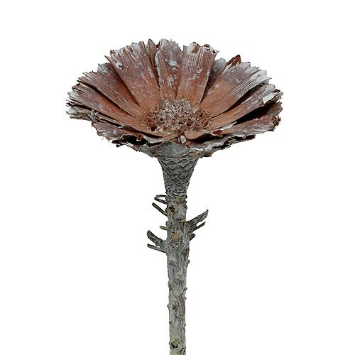 Floristik24 Roseta Repens 6-7cm caiada de branco 25 un