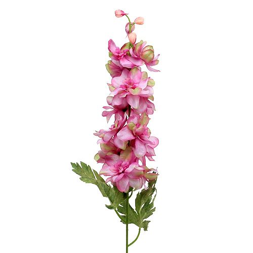 Floristik24 Larkspur Rosa 60cm