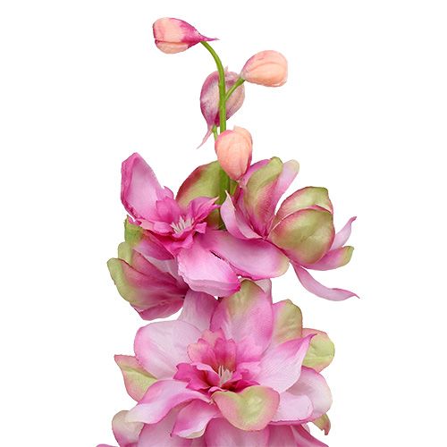 Floristik24 Larkspur Rosa 60cm