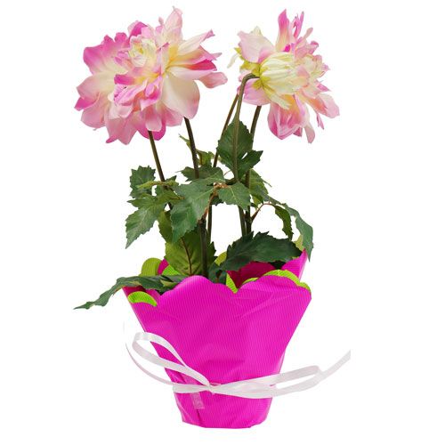 Floristik24 Rondella Ø48cm dois tons rosa-verde 50p