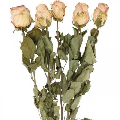 Floristik24 Rosas decorativas, flores secas, rosas secas, Dia dos Namorados, flores funerárias, rosas rústicas amarelo-rosa L48cm 5pcs