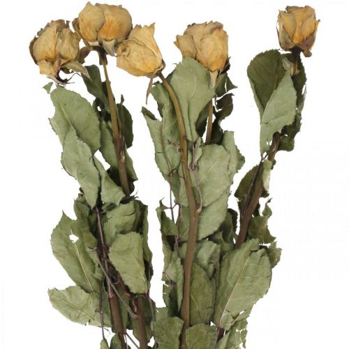 Floristik24 Rosa de flores secas, Dia dos Namorados, floricultura seca, rosas decorativas rústicas amarelo-violeta L45-50cm 5pcs