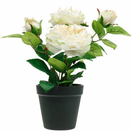 Floristik24 Peônia em um vaso, rosa decorativa romântica, flor de seda branca creme