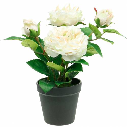 Floristik24.pt Peônia em um vaso, rosa decorativa romântica, flor de seda  branca creme - compre barato online