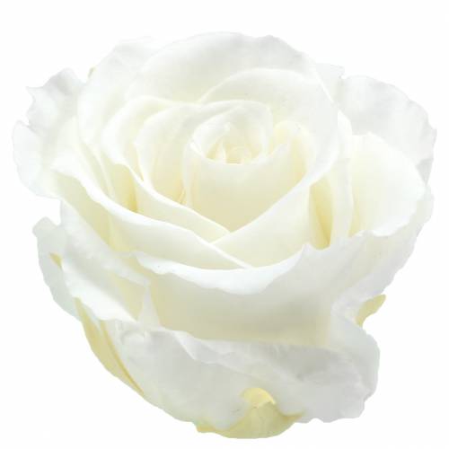 Itens Rosas infinitas grandes Ø5,5-6cm brancas 6 unidades