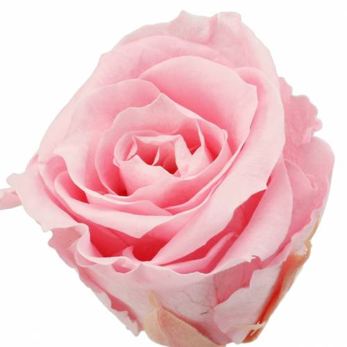 Rosas eternas médias Ø4-4,5cm rosa 8pcs
