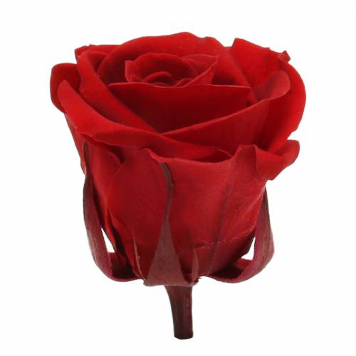 Itens Rosas em conserva médias Ø4-4,5cm vermelhas 8 un.