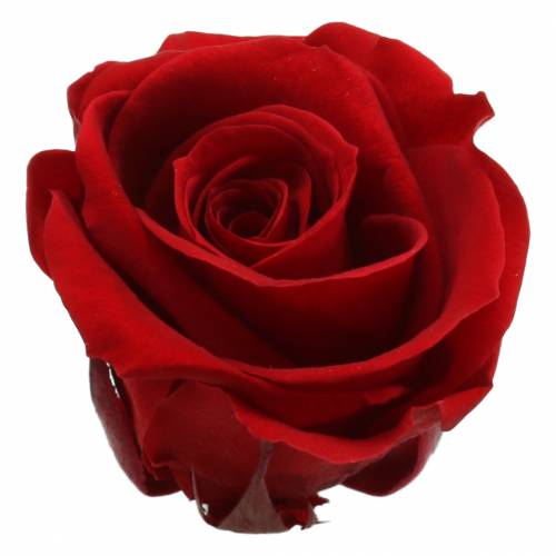 Floristik24 Rosas em conserva média Ø4-4,5cm vermelho 8pcs