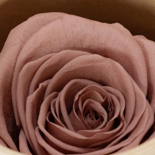 Itens Cabeças de rosas preservadas, presente romântico, rosas duradouras para ocasiões especiais, 5 cm, 6 unidades
