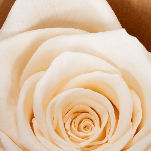 Itens Cabeças de rosa, flores preservadas para arranjos florais elegantes, 5 cm, 6 unidades