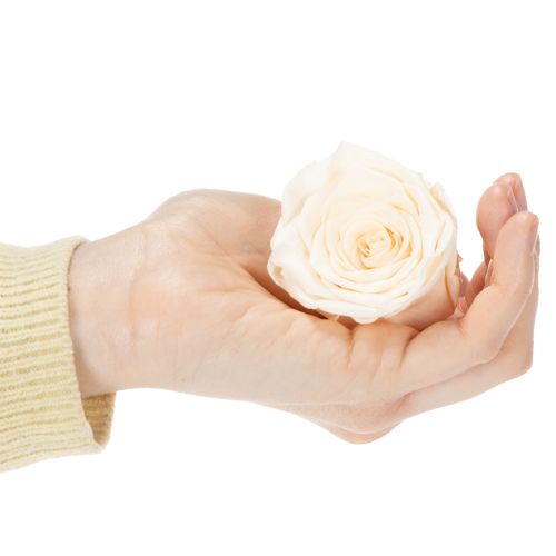 Itens Cabeças de rosa, flores preservadas para arranjos florais elegantes, 5 cm, 6 unidades