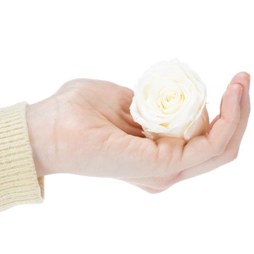 Itens Cabeças de rosas preservadas, decoração de mesa durável para um ambiente romântico, decoração de casamento, 5 cm, 6 peças.