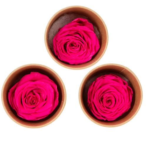 Decorações de rosas preservadas, flores naturais para decoração de mesa, flores únicas e sustentáveis, 5 cm, 6 peças.