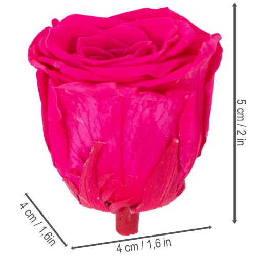 Itens Decorações de rosas preservadas, flores naturais para decoração de mesa, flores únicas e sustentáveis, 5 cm, 6 peças.