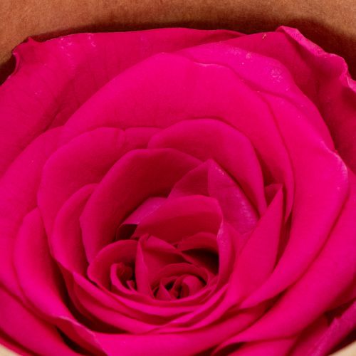 Itens Decorações de rosas preservadas, flores naturais para decoração de mesa, flores únicas e sustentáveis, 5 cm, 6 peças.