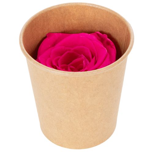 Itens Decorações de rosas preservadas, flores naturais para decoração de mesa, flores únicas e sustentáveis, 5 cm, 6 peças.